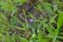 Utricularia caerulea